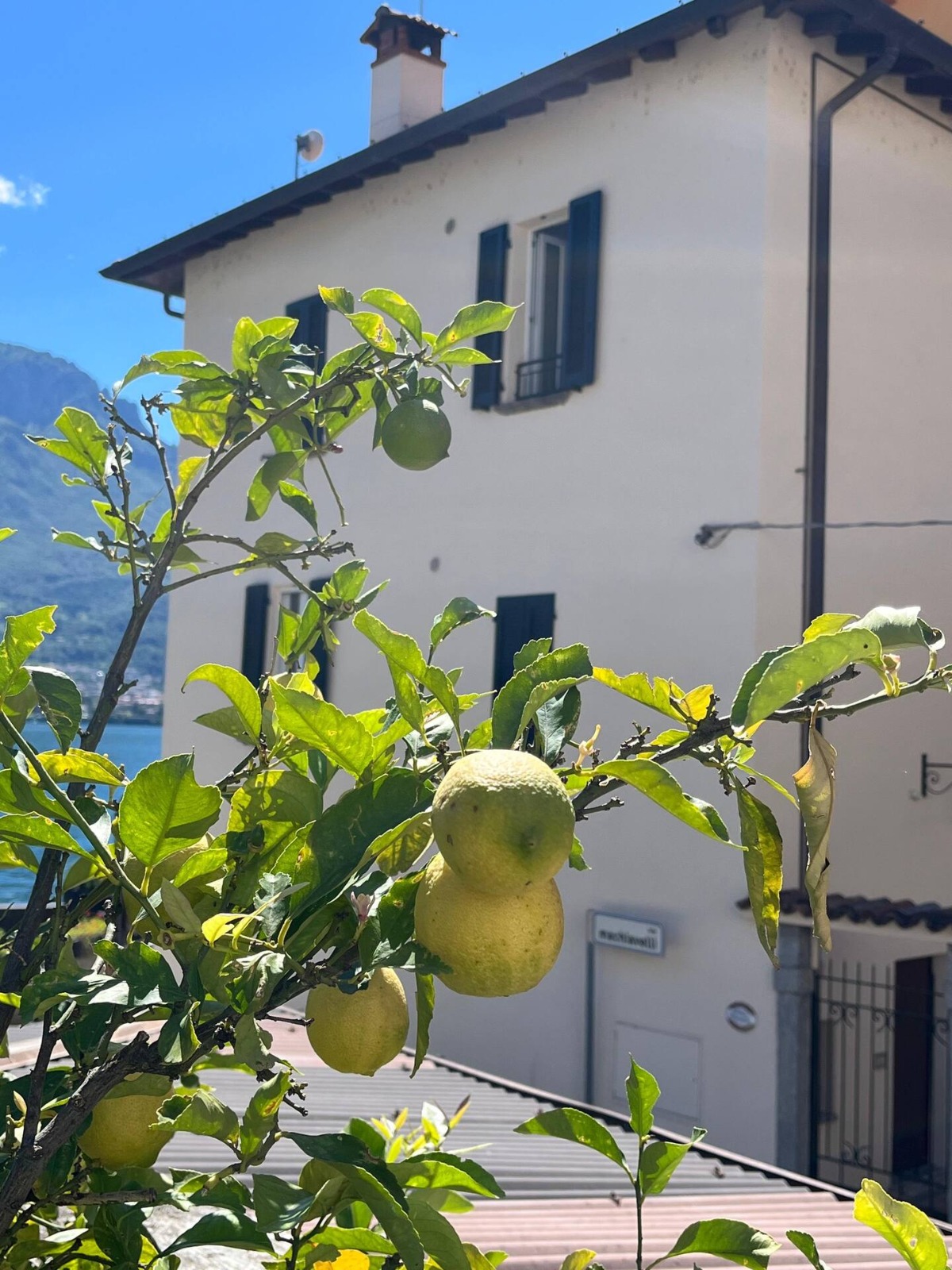 lemontree